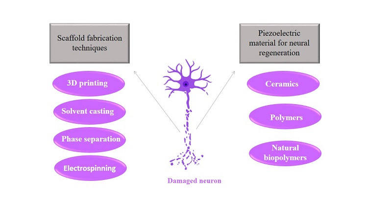 Graphical Abstract